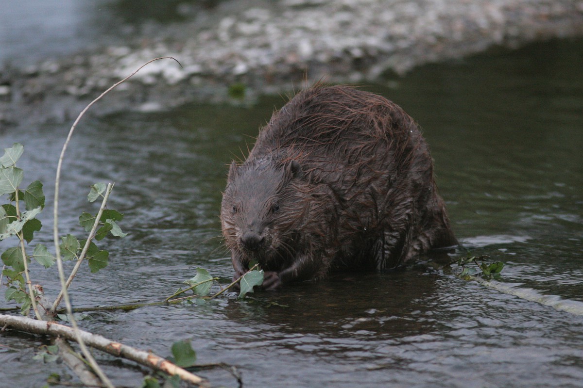 Castor fiber, Beaver